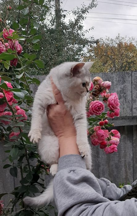 Британские шиншиллы, котик и кошечка.