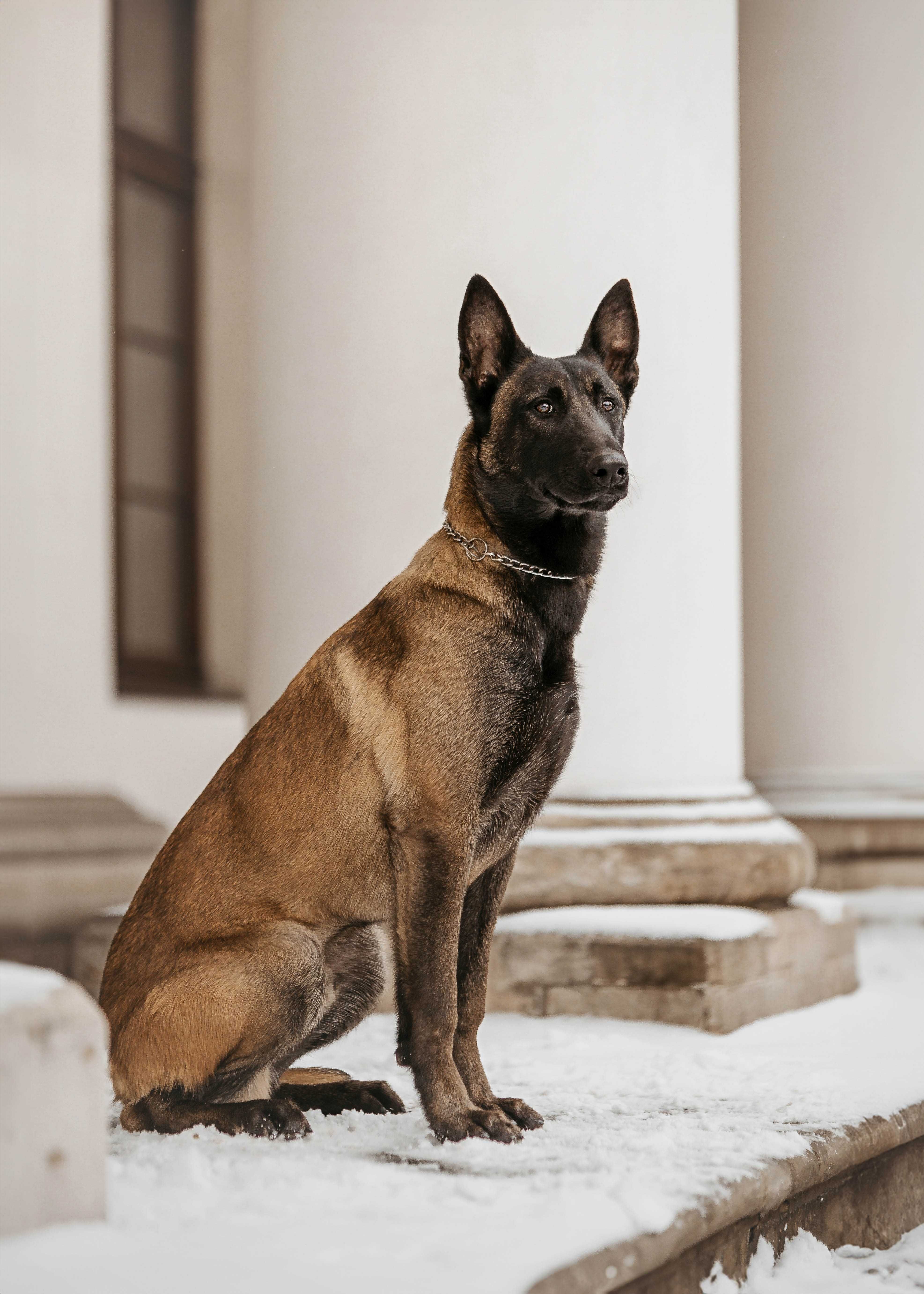 Owczarek Belgijski Malinois - Pies 13 miesięcy