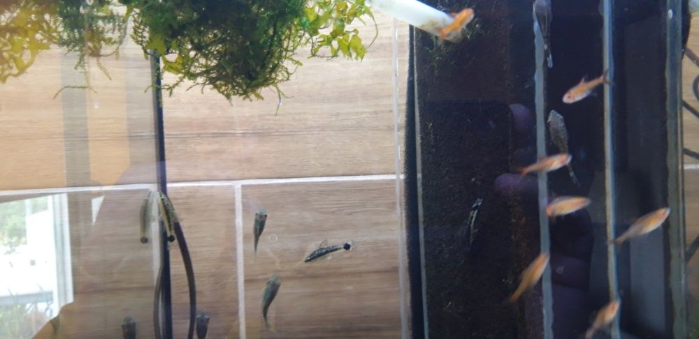 Bystrzyk pozimkowy (Hyphessobrycon amandae)