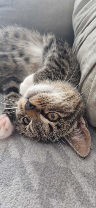 Tygryski do pokochania od zaraz