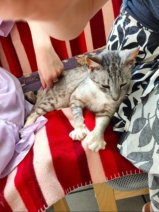 Kochana, miziasta koteczka Biedroneczka 2 lata juz szuka domu