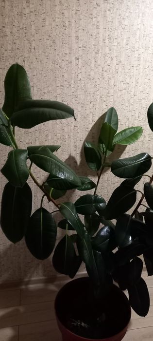 Кімнатний фікус у чудовому стані