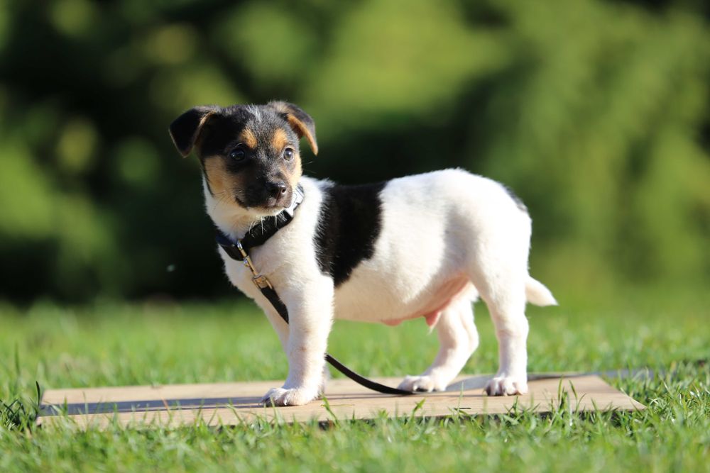 Jack Russel Terrier szczeniak