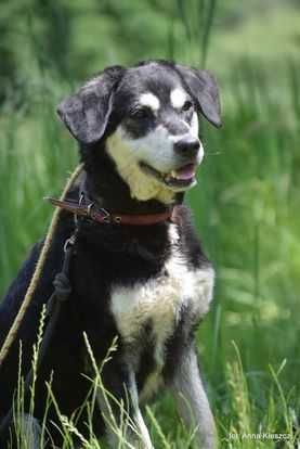 Brutus - młody mix w typie husky