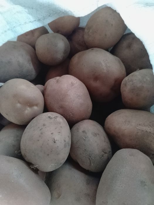 Ziemniaki  sadzeniaki