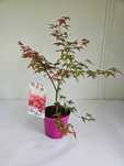 Klon palmowy 'Beni Maiko' (Acer palmatum 'Beni Maiko')