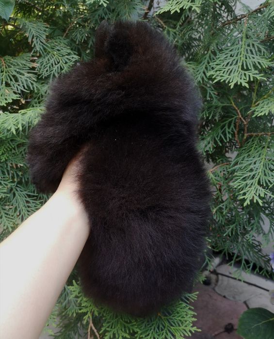 Шикарный чёрный померанский мальчик в типе МИШКА. Докум КСУ. Fci