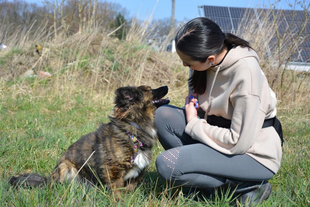Regi szuka domu! Slodki pies, adopcja