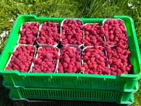 Sprzedam maliny prosto z plantacji