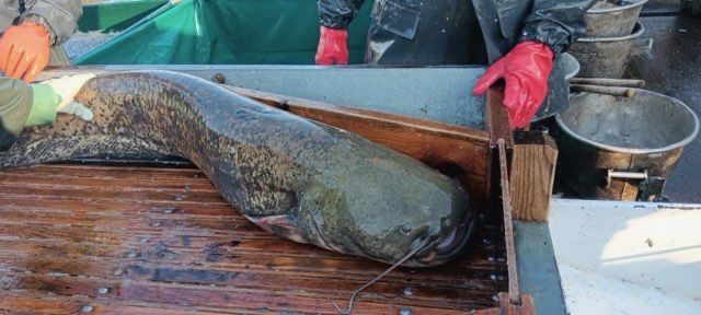 Sum europejski 15-40 kg