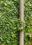 Фикус крошечный (Ficus pumila) - свежесрез