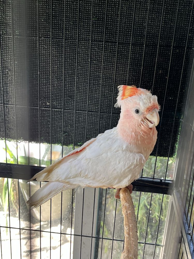 Cacatua Inca Fêmea