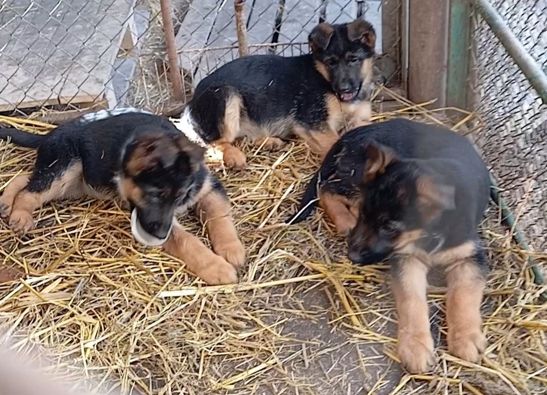 Крупные щенки от плем родителей.