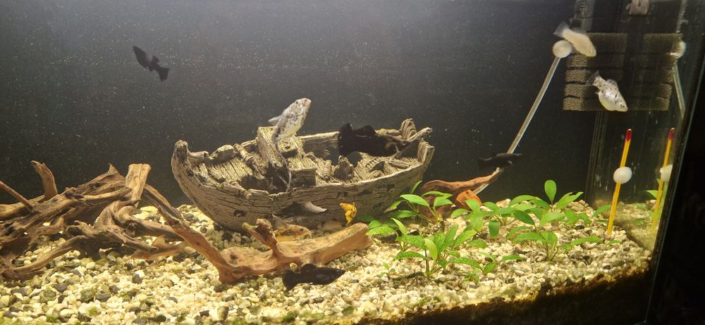 Molinezja księżycowa