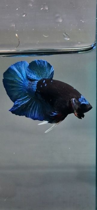 Півники власного розведення на міні фермі в м.Івано- Франківськ