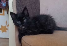 2,5 mies. samiczka do adopcji
