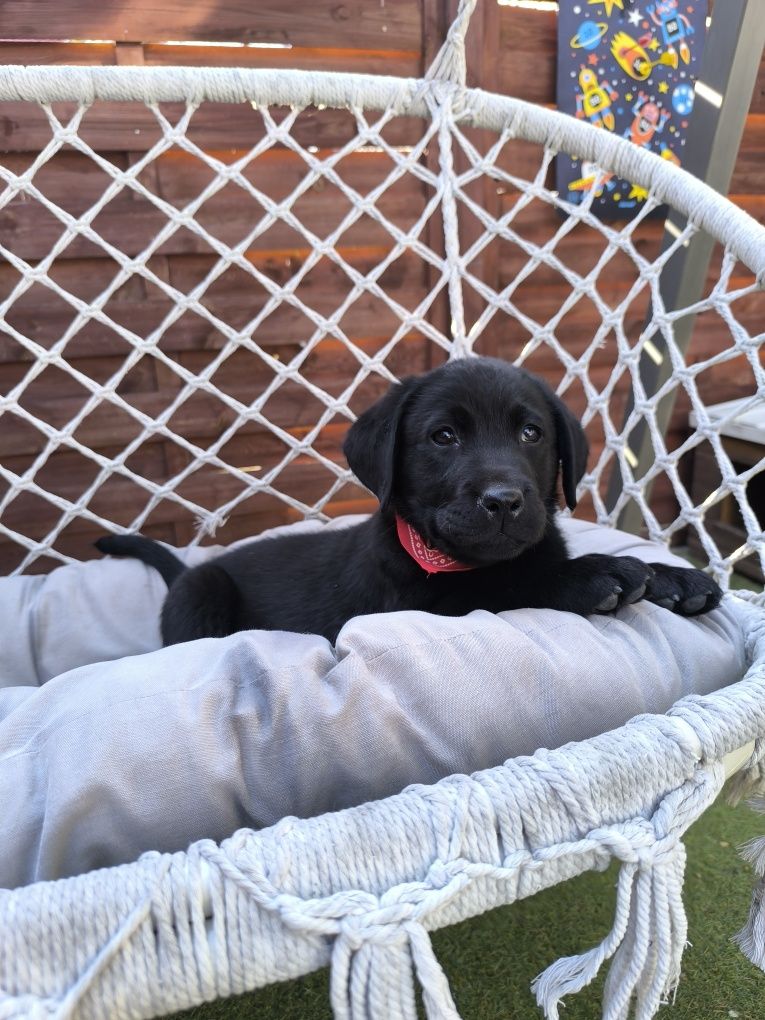 Labrador Retriever czarny Sid gotowy do odbioru