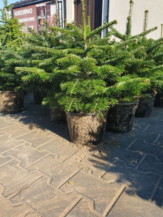 Jodla kaukaska abies nordmaniana  w donicy 60-80 cm