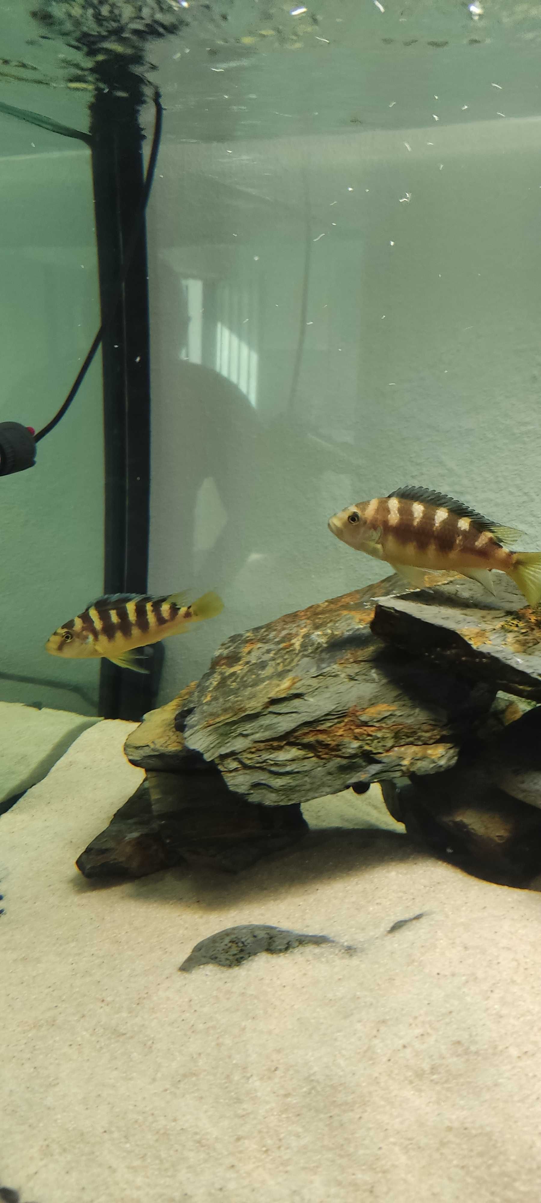 Ciclideos africanos - Pseudotropheus crabro (Abelha)