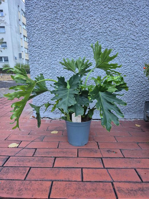 Philodendron bipinnatifidium Filodendron selloum d21 h75