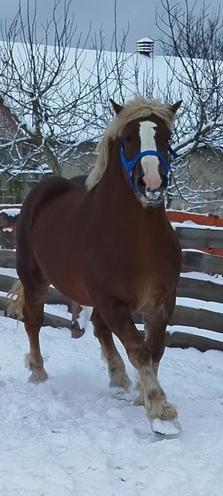Stanówka Ogierem Jaguar Zimnokrwisty typ Sztumski