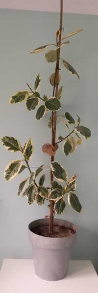 Ficus elastica - figowiec sprężysty