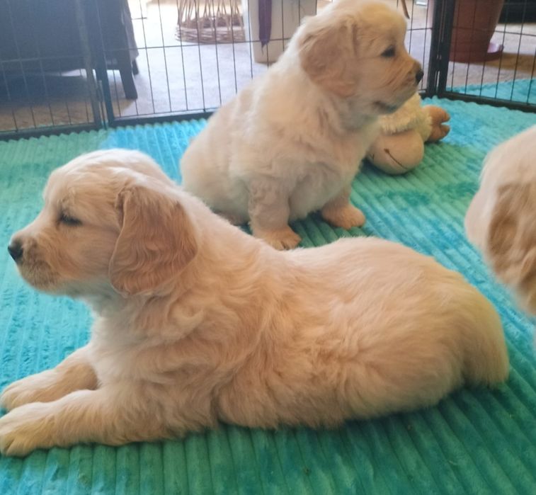 Golden Retriever ZkwP FCI piesek