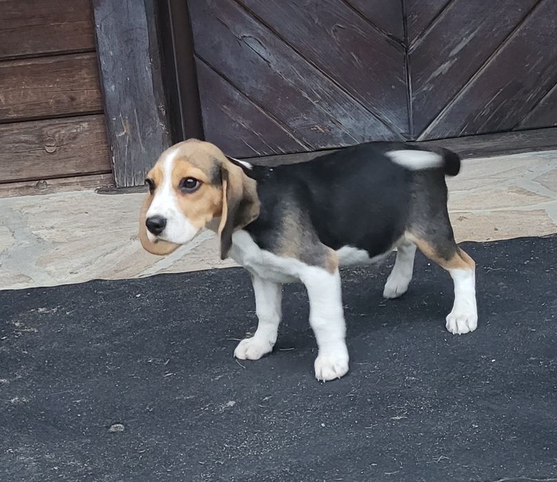 Beagle piesek sprzedam