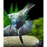 GB Skalar zielony żaglowiec (Pterophyllum scalare)