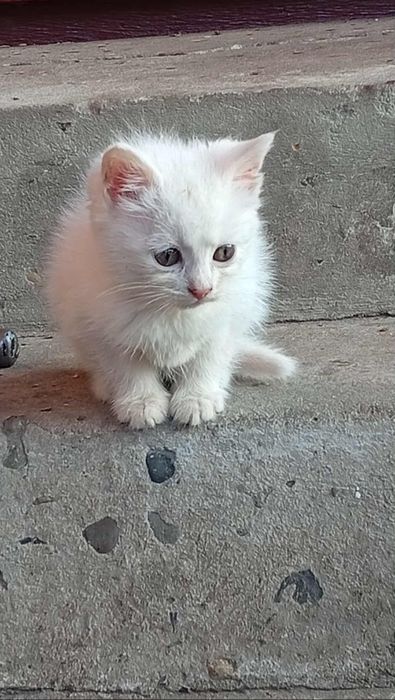 Кошенята, дві кицьки шукають господарів