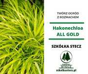 Hakonechloa All Gold - złota trawa ozdobna do Twojego ogrodu