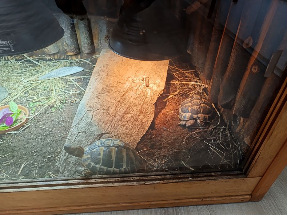Terrarium 103x61x57