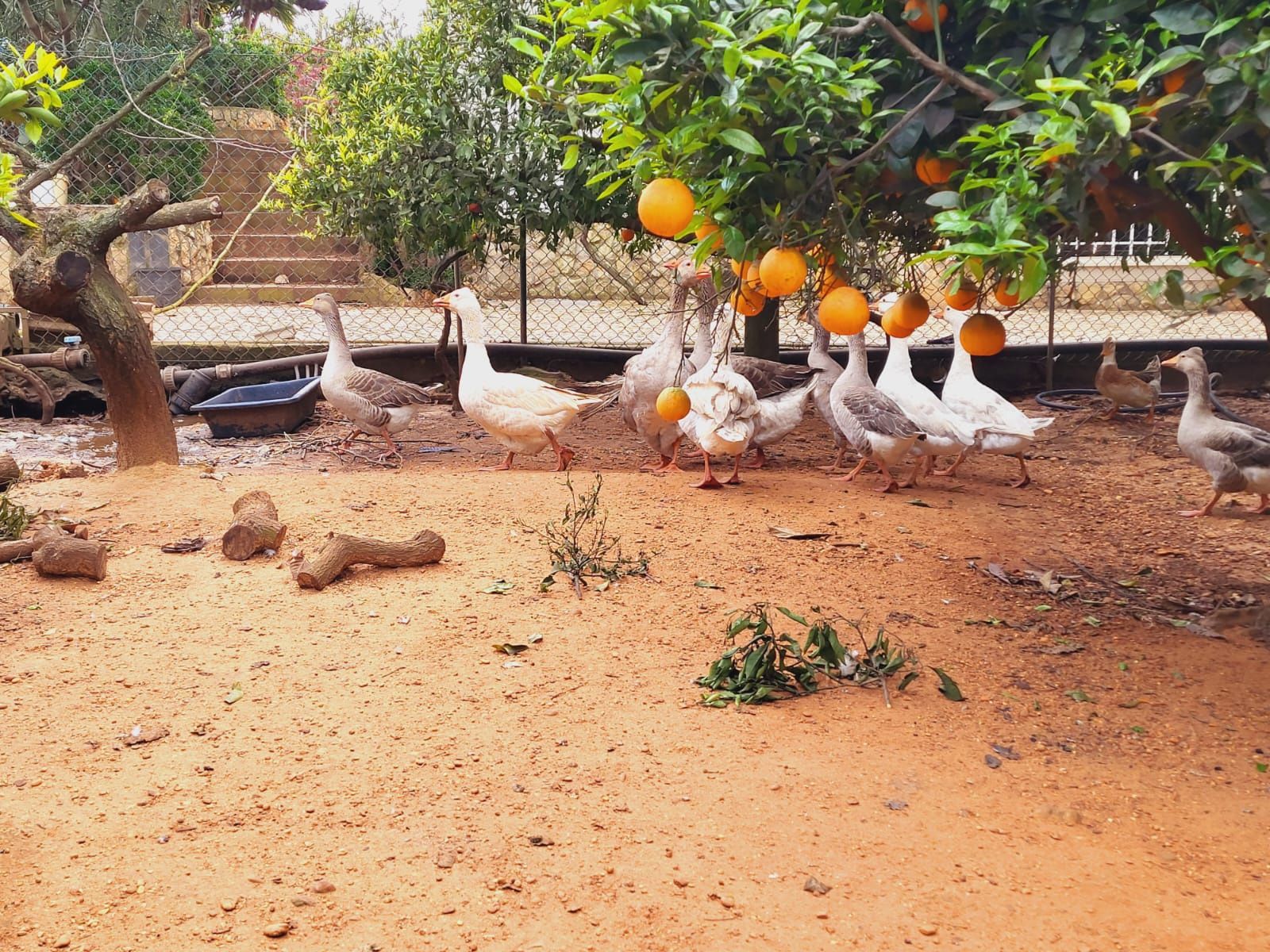 Galinhas,  perus, patos, codornizes e ovos