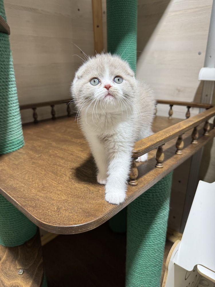 Шотландский вислоухий Фунтик