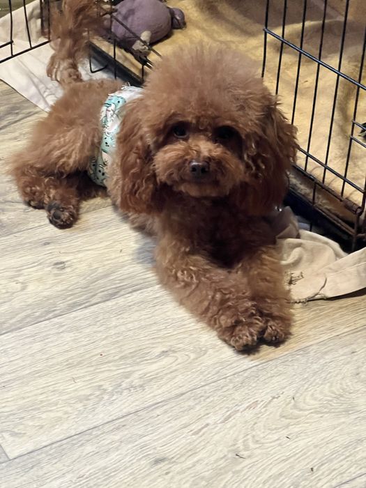 Той пудель кобель приглашает дам