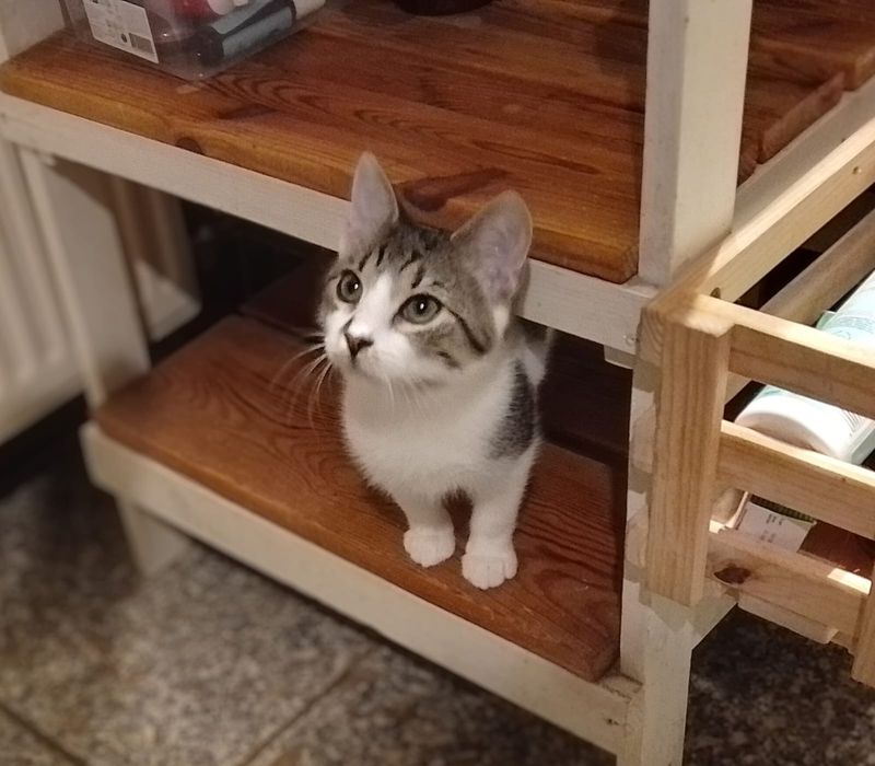 Siostry Busz, Jaga i Gaja