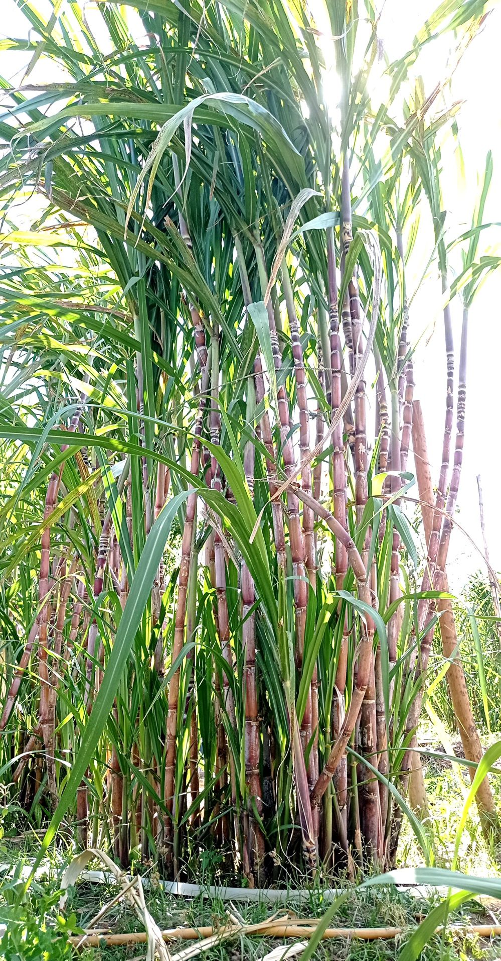 Cana de açúcar (molhos)