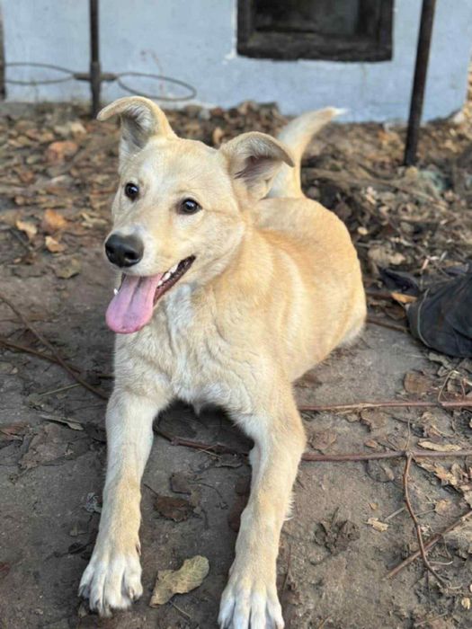Mlody roczny psiak, szczeniak do adopcji