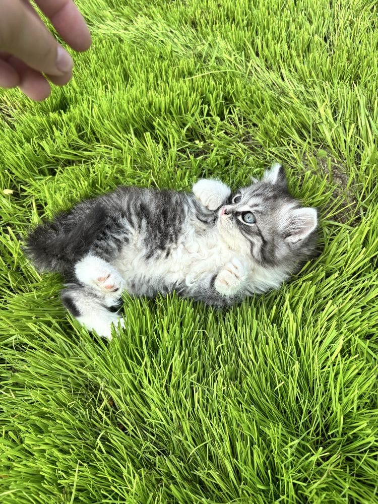 Кошеня киця в добрі руки