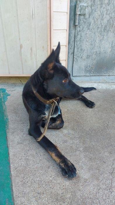 Знайдена собака. Знаходи