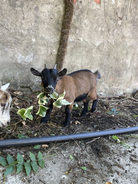 Casal de cabras anãs