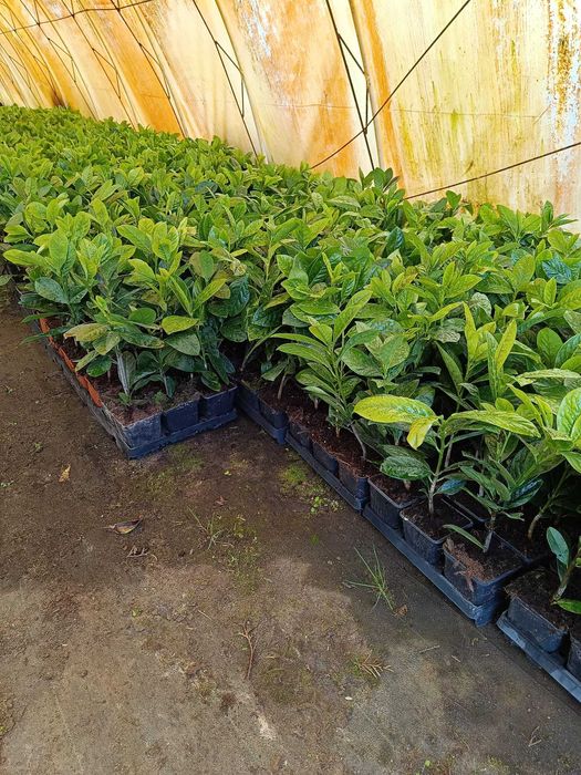 Laurowiśnia Novita 25-55cm w doniczce p9 możliwość wysyłki