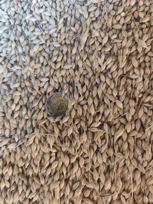 Sprzedam jęczmień ozimy sandra