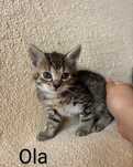 Mutkie 7 tygodniowe Kociczki do adopcji