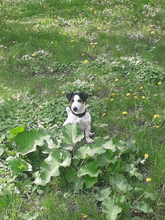 Джек рассел для вязки