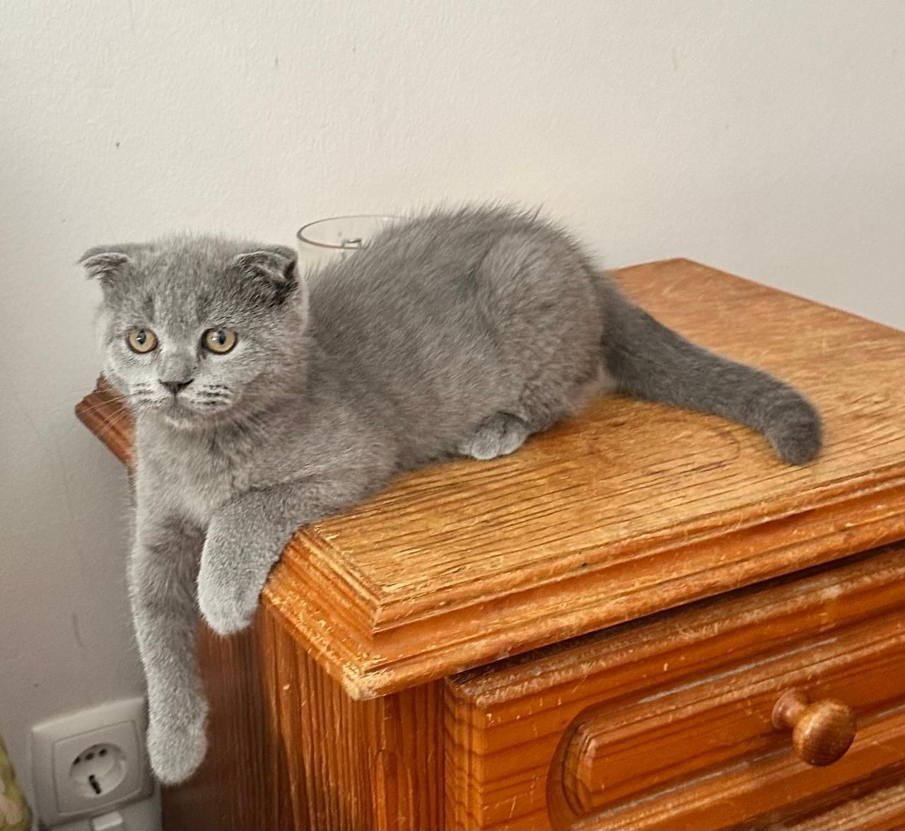 Scottish Fold Azul