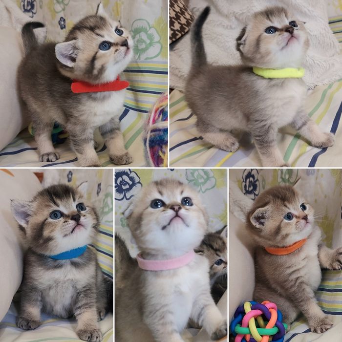 Пухнастики Золота Шиншила