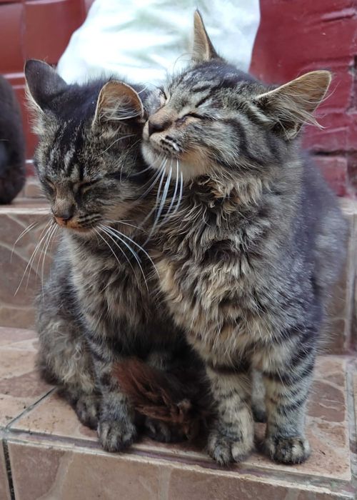 PILNE! Kotki szukają nowego domu.