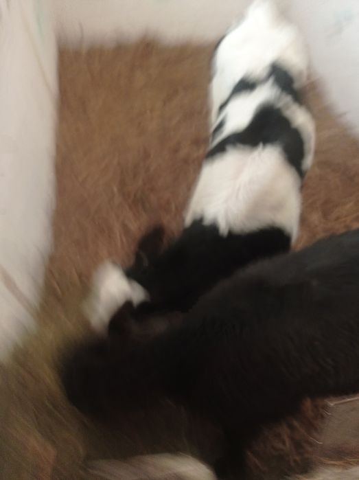 Cielak jałówka mięsna 10 sztuk