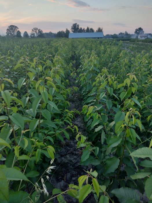 Drzewka owocowe Stare odmiany